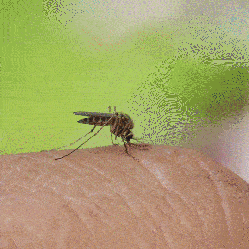 ELIMINATING MOSQUITOS HAS NEVER BEEN EASIER